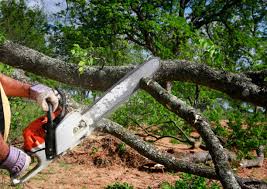 How Our Tree Care Process Works  in  Tonawanda, NY