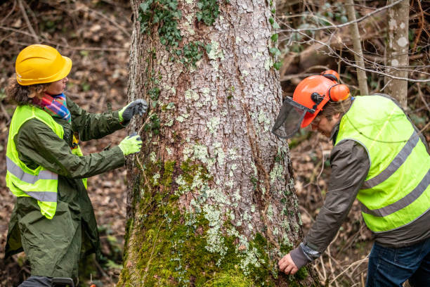 Tonawanda, NY Tree Care Company